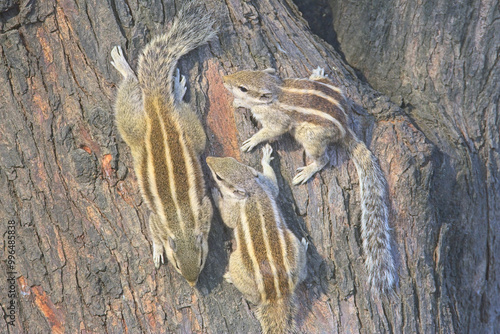 Five-striped Palm Squirrel, (Funambulus pennanti), adult with two juveniles on a tree trunk, Bharatpur, Dehli, India. photo