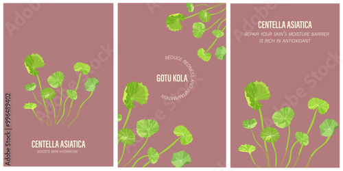 Centella Asiatica or Gotu Kola leaves collection on a red vine background. Banner for cosmetics, beauty and health.