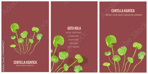 Centella Asiatica or Gotu Kola leaves collection on a red vine background. Banner for cosmetics, beauty and health.