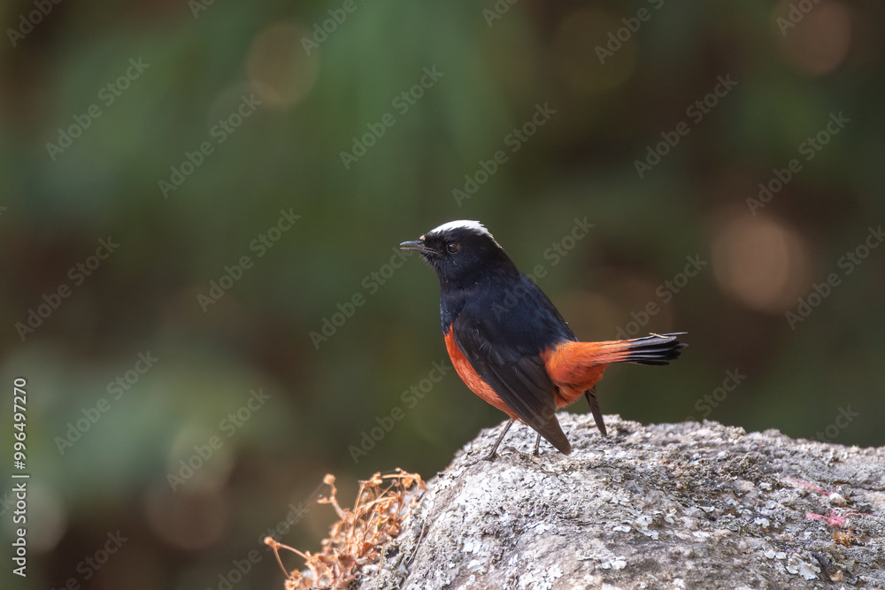 White-capped Redstart ( Phoenicurus leucocephalus) on the rock. The White-capped Redstart is a striking bird found in the Himalayas, known for its vibrant plumage and characteristic white cap. White-capped Redstart ( Phoenicurus leucocephalus) on the rock. The White-capped Redstart is a striking bird found in the Himalayas, known for its vibrant plumage and characteristic white cap.