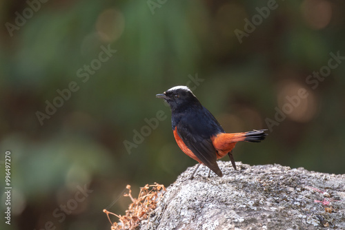 White-capped Redstart ( Phoenicurus leucocephalus) on the rock. The White-capped Redstart is a striking bird found in the Himalayas, known for its vibrant plumage and characteristic white cap. photo