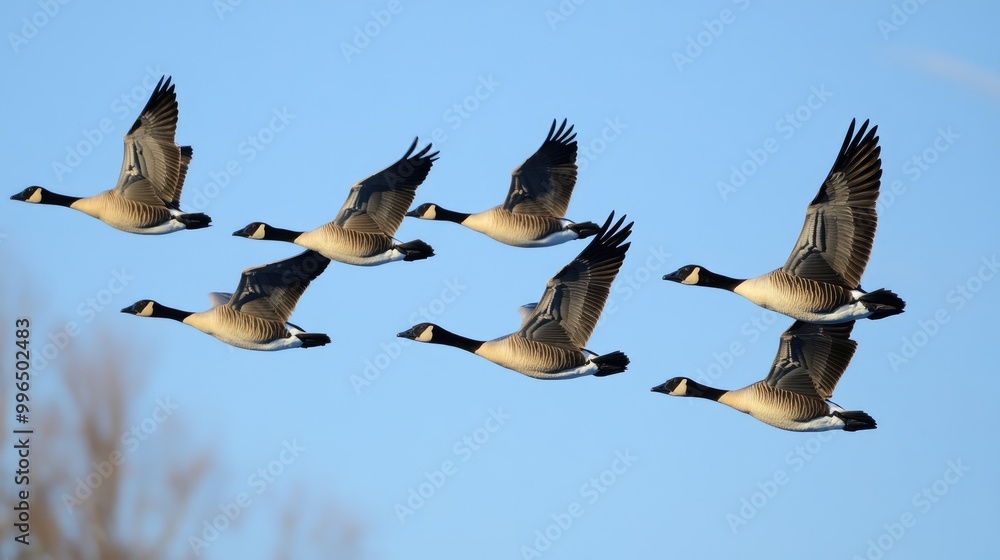 Obraz premium Group of geese in flight known for their distinctive V formation