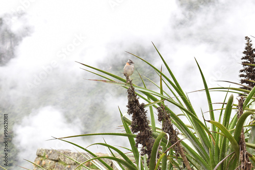 Fotografía tomada de un gorrión colgado en una rama de una planta en Cusco, Perú photo