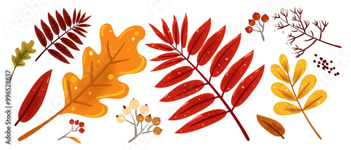 Set of colorful autumn leaves. Vector elements on white background. Fall foliage hand drawn, vector illustration