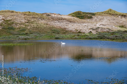 Small lake in a dune landscape with a swan, in a nature reserve in the Netherlands