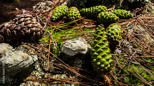 Closeup of Pine Cone Resting on Forest Floor, Surrounded by Fallen Pine Needles and Moss, Nature Stock Image for Environmental Concepts, Forest Landscapes, and Botanical Photography.