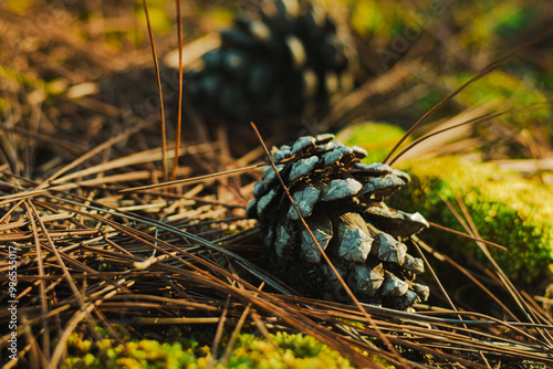 Closeup of Pine Cone Resting on Forest Floor, Surrounded by Fallen Pine Needles and Moss, Nature Stock Image for Environmental Concepts, Forest Landscapes, and Botanical Photography.