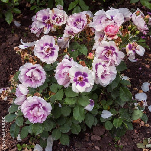Rosa 'Eyes For You'. Exquisite varieties of roses