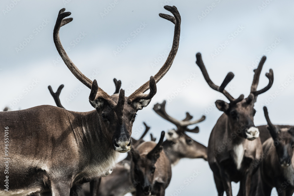 Fototapeta premium Reindeers grazing in the vast fields of Sweden under a cloudy sky during the late summer season