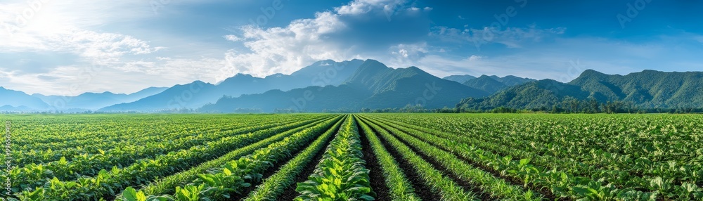 Rows of crops in a field with mountains in the distance. Rows of crops in a field with mountains in the distance.