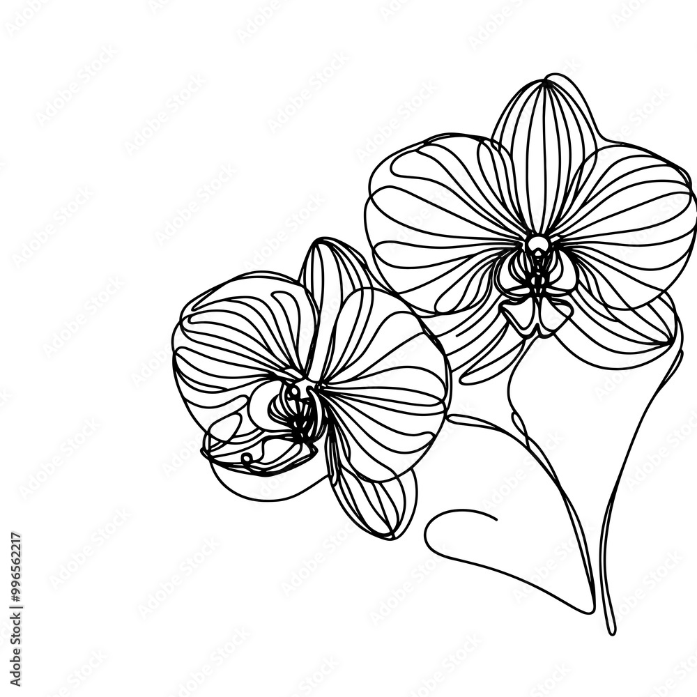 Fototapeta premium A close up of the orchid in a line drawing style