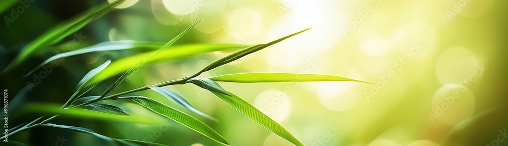 Using greenery environment ecology wallpaper as a spring background cover. Pictures of green leaves in the garden at summer. Using greenery environment ecology wallpaper as a spring background cover. Pictures of green leaves in the garden at summer.