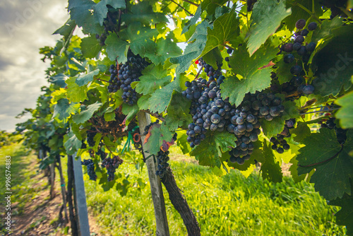 blue merlot grapes in green vineyard photo