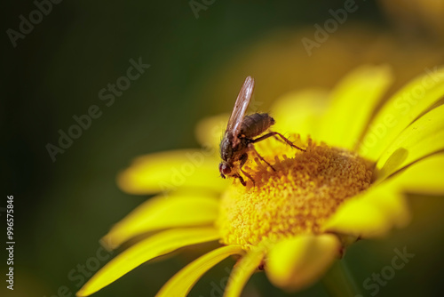 Fly collecting pollen at sunset