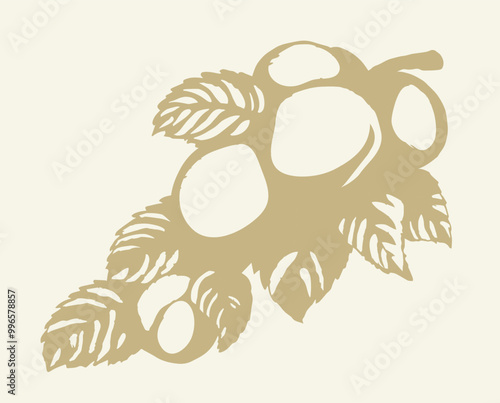 Branch with apricots. Vector drawing