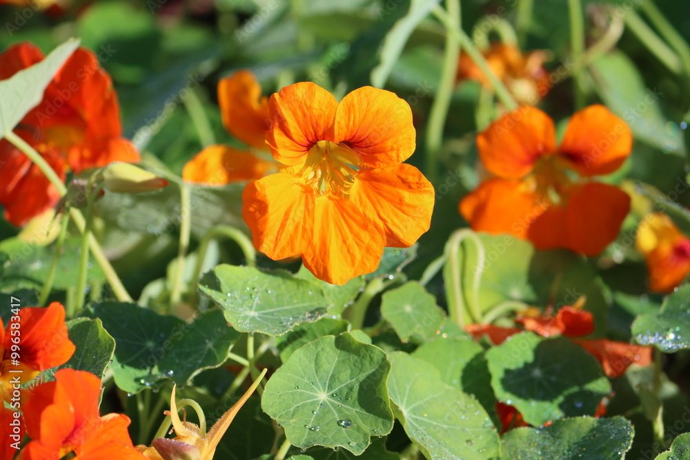 Tropaeolum majus, the garden nasturtium, nasturtium, Indian cress or monk's cress, is a species of flowering plant in the family Tropaeolaceae, originating in the Andes from Bolivia north to Colombia. Tropaeolum majus, the garden nasturtium, nasturtium, Indian cress or monk's cress, is a species of flowering plant in the family Tropaeolaceae, originating in the Andes from Bolivia north to Colombia.