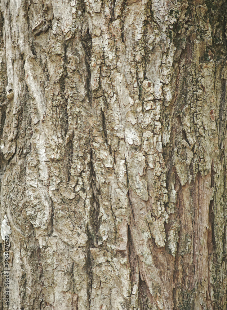 surface of old tree background surface of old tree background