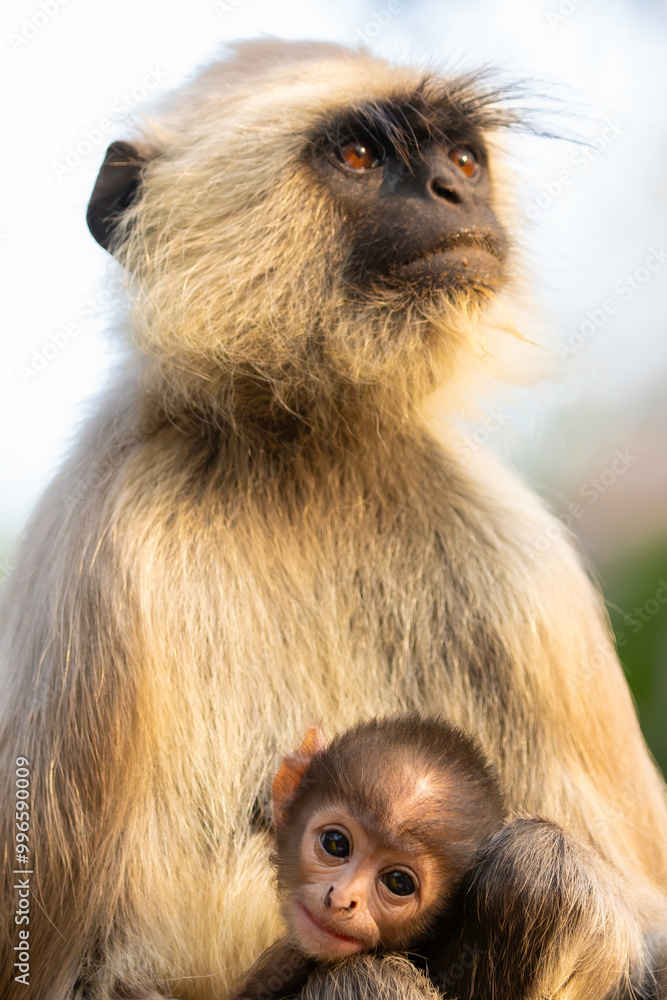 Fototapeta premium Grey Langur with her baby