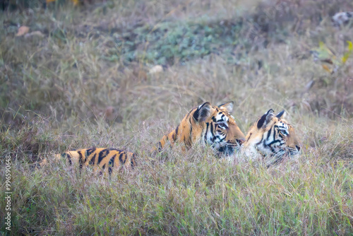 Photography Two Tigers in the Grass
