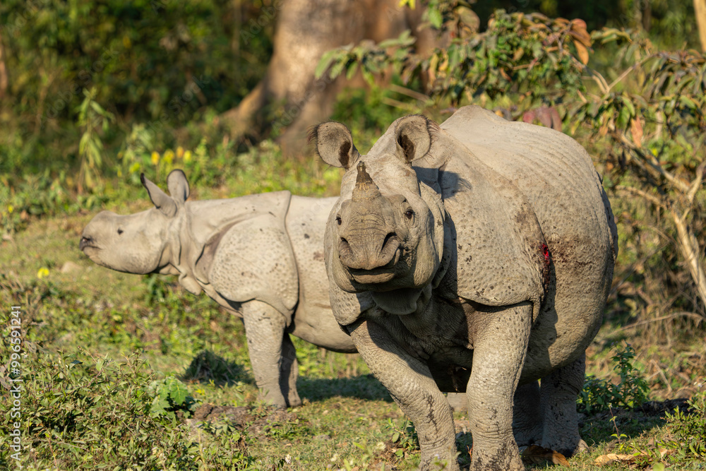 Obraz premium Rhinos in the wild