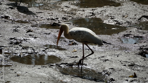 Migratory bird at Sungei Buloh Nature Reserve, Singapore photo