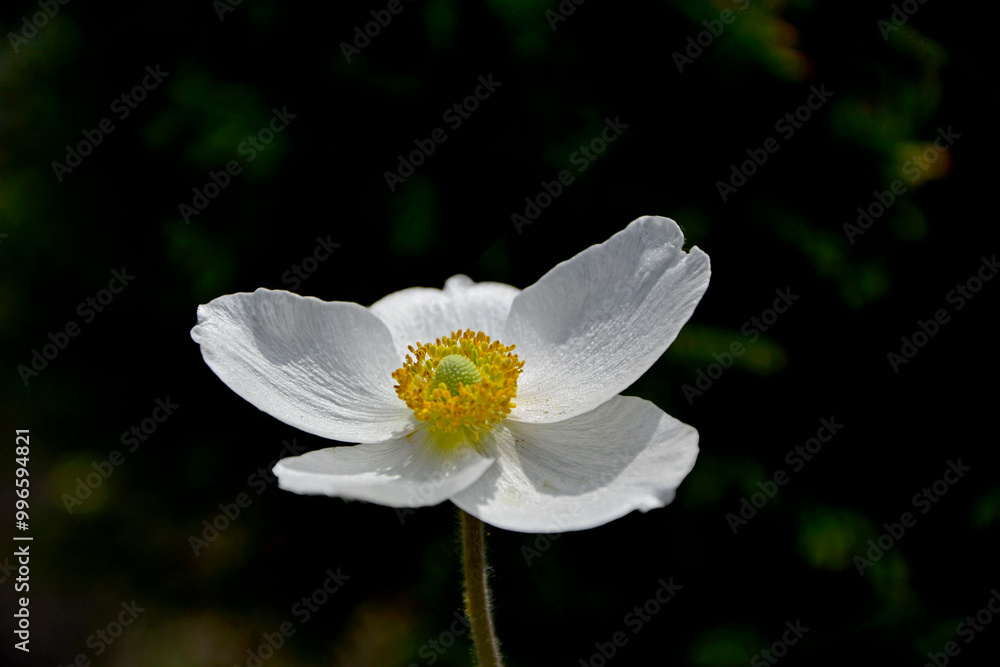 Zawilec wielkokwiatowy, Anemone sylvestris, snowdrop anemone, snowdrop windflower, biały kwiat na czarnym tle