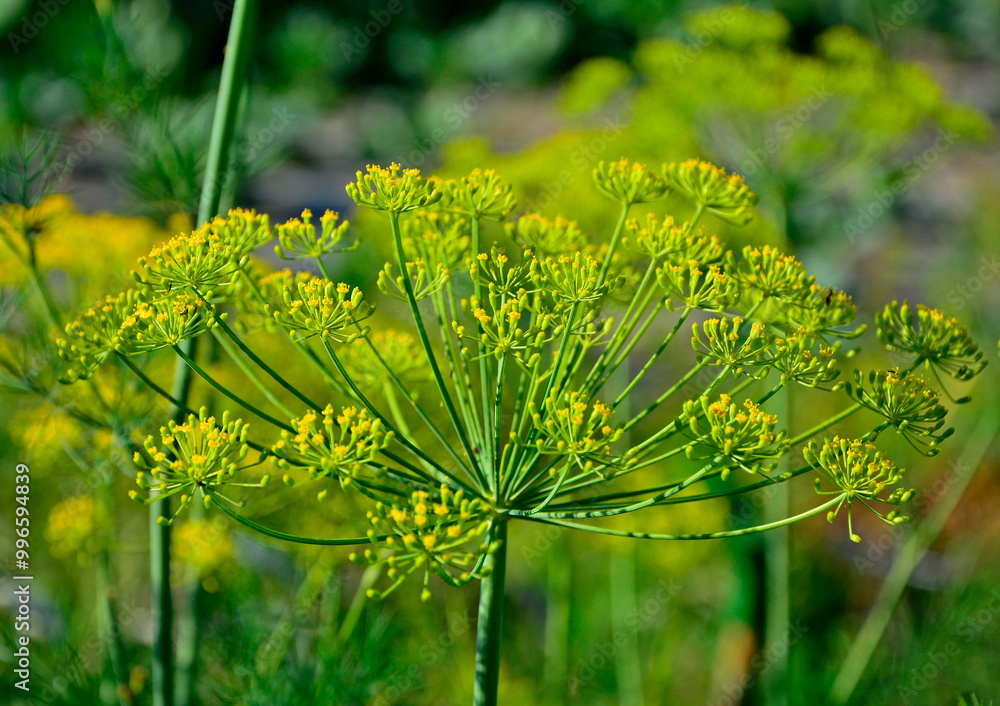 kwiat kopru, zielony kwiatostan kopru, kwitnący koper, koper ogrodowy, Anethum graveolens, blooming dill, yellow flowers of dill, dill flowers in the garden