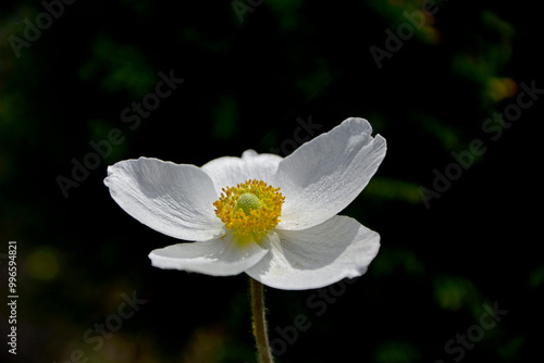 Obraz na płótnie Zawilec wielkokwiatowy, Anemone sylvestris, snowdrop anemone, snowdrop windflower, biały kwiat na czarnym tle w salonie