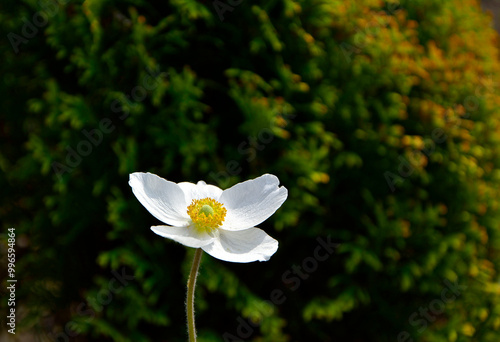 Obraz na płótnie Zawilec wielkokwiatowy, Anemone sylvestris, snowdrop anemone, snowdrop windflower w salonie
