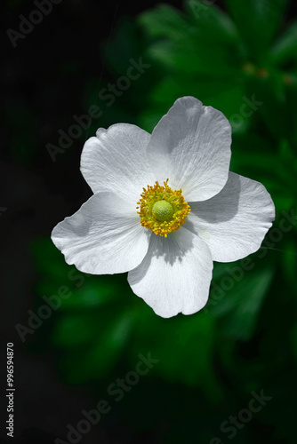 Zawilec wielkokwiatowy, Anemone sylvestris, snowdrop anemone, snowdrop windflower	