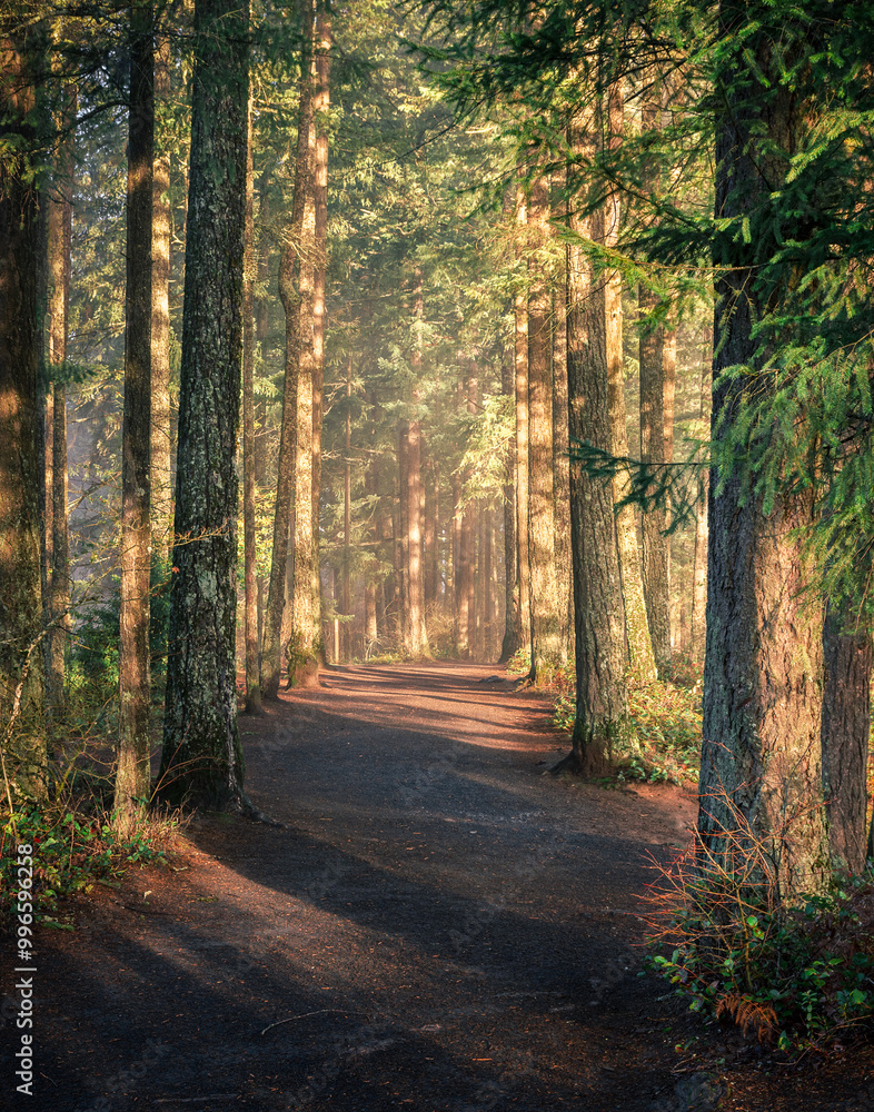 Fototapeta premium Landscape photo of sunny forest hiking trail 