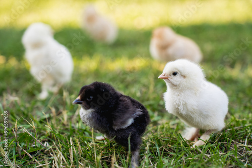 Hen with Chicks on Grass in Organic Poultry Farming
 photo