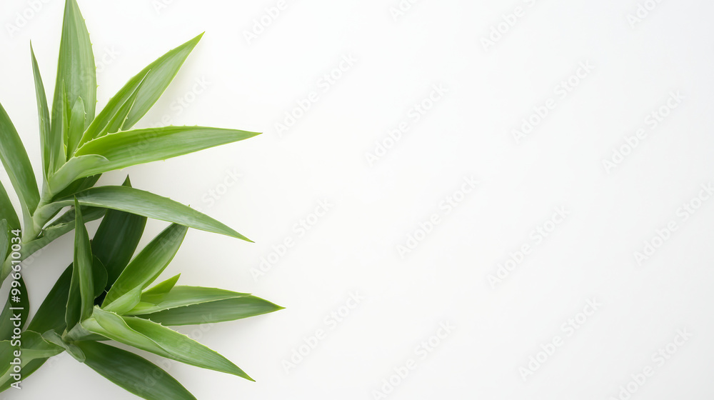 Fototapeta premium A minimalistic botanical composition featuring vibrant green leaves on the left side, set against a clean white background, emphasizing simplicity and natural beauty.