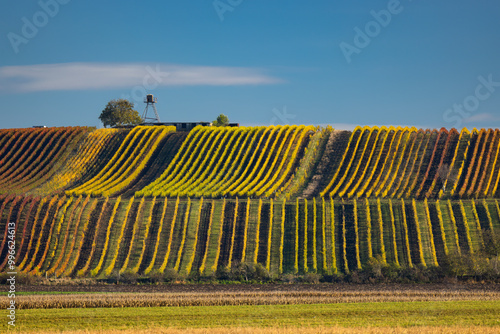 Autumn vineyard near Velke Bilovice, Southern Moravia, Czech Republic photo