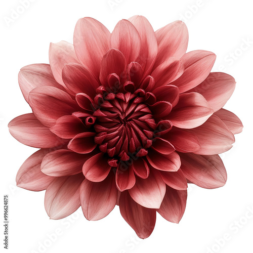 red flower chrysanthemum. garden flower. white isolated background with clipping path. Closeup. no shadows. Nature.