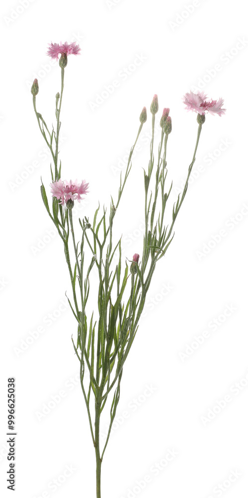 Twig with beautiful cornflowers on white background Twig with beautiful cornflowers on white background