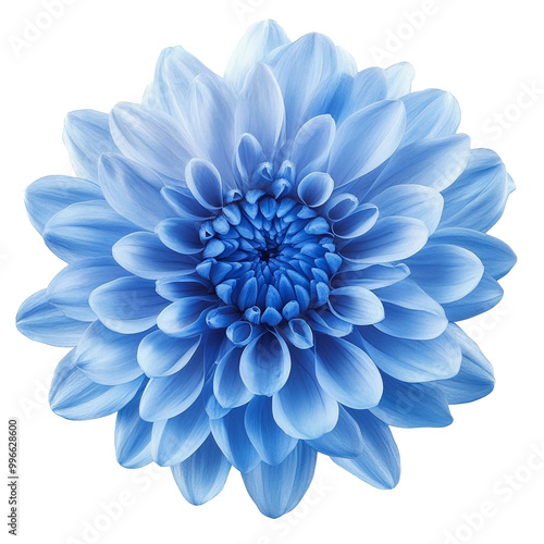Wallpaper Mural blue flower chrysanthemum.  garden flower.  white  isolated background with clipping path.  Closeup. no shadows.  Nature. Torontodigital.ca