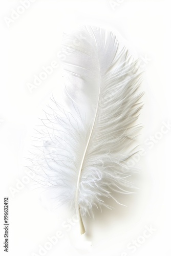 fluffy white feather highlighted on a white isolated background photo