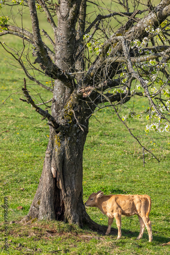 Cows on pasture in spring landscape, Slovakia