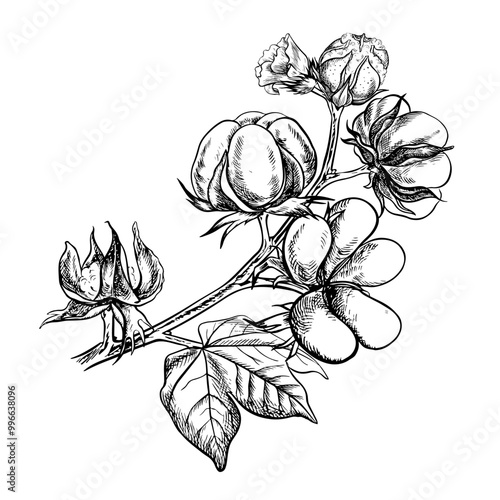 The cotton is organic. A branch of ripe cotton, emphasizing the botanical features. Black and white, detailed, graphic, vector illustration. Isolate, hand-drawn on a white background.