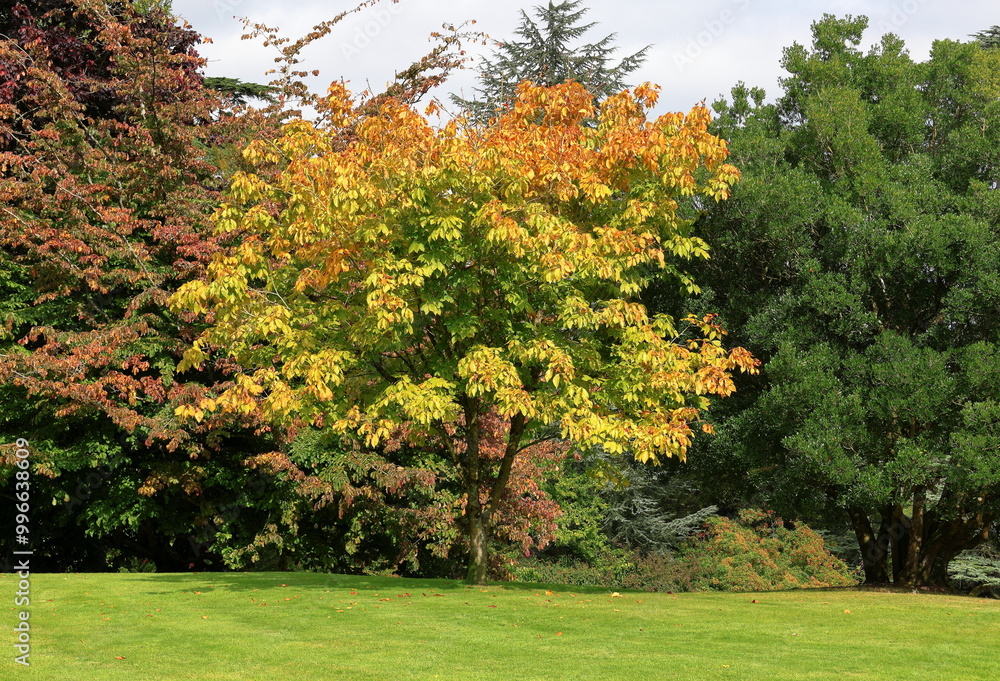 Nature - Autumn Tree