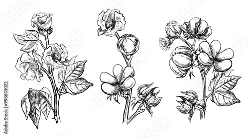 The cotton is organic. A set of cotton branches, ripe, unripe and blooming. Black and white, detailed, graphic, vector illustration. Isolate, hand-drawn on a white background.