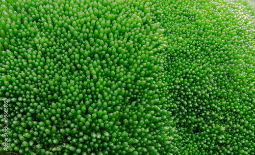 A detailed view of Bryum argenteum moss, showcasing its lush green texture and organic patterns