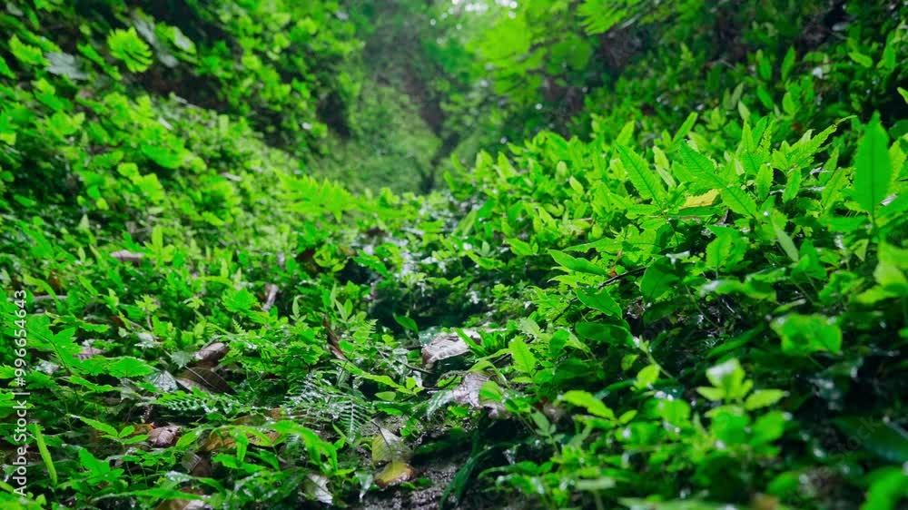 Dense tropical rainforest ecosystem Dense tropical rainforest ecosystem