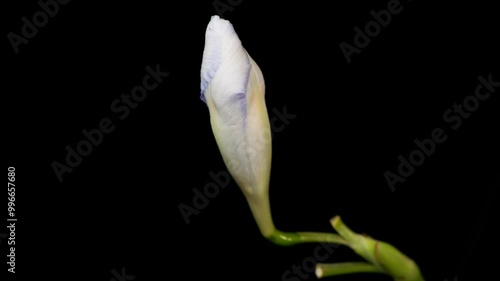 Iris flower time-lapse photography
