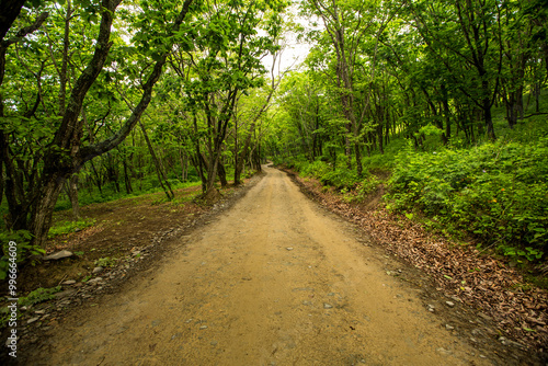 A winding dirt road nestled within the heart of a lush forest