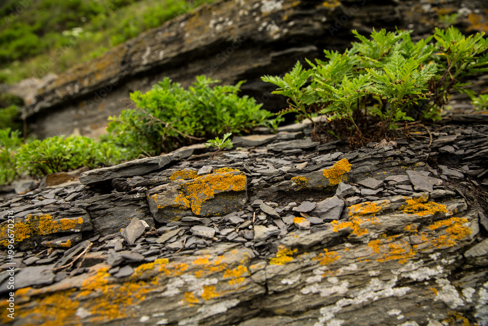 This is a detailed closeup image of a rock featuring lichen and moss This is a detailed closeup image of a rock featuring lichen and moss