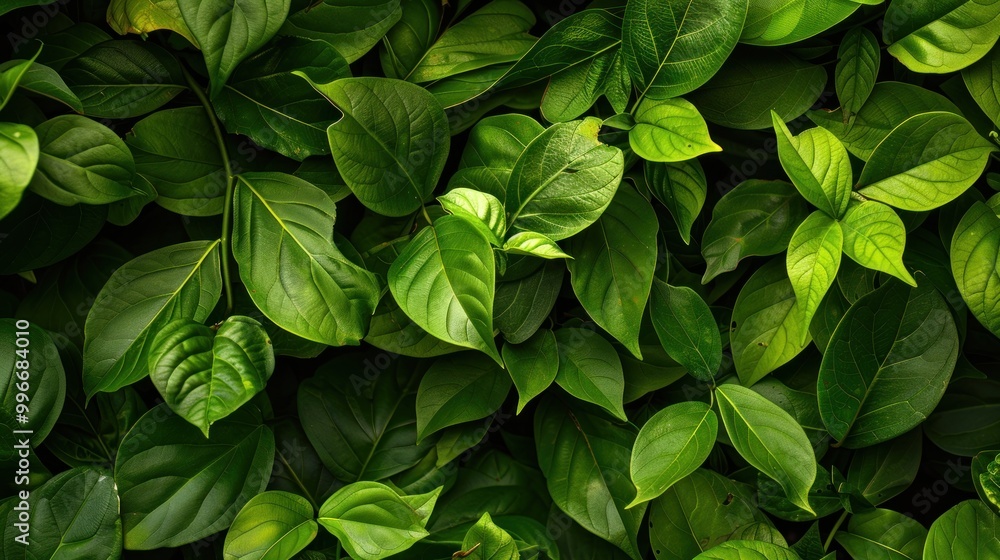 Fresh green leaves overlapping each other in a dense natural pattern. Close-up nature shot for design and wallpaper. Fresh green leaves overlapping each other in a dense natural pattern. Close-up nature shot for design and wallpaper.
