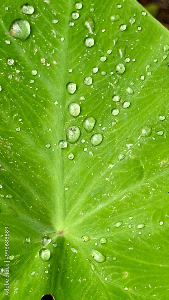 Raindrops on a leaf, Houston, Texas, USA Raindrops on a leaf, Houston, Texas, USA