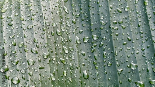 Photography Raindrops on a leaf, Houston, Texas, USA
